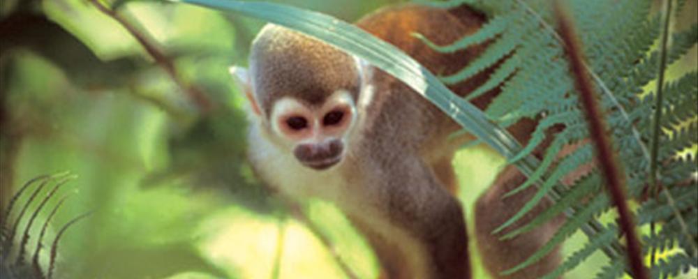 amazonian paradise, ecuador